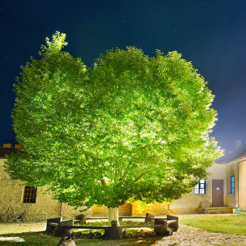 Green glowing tree in the night park