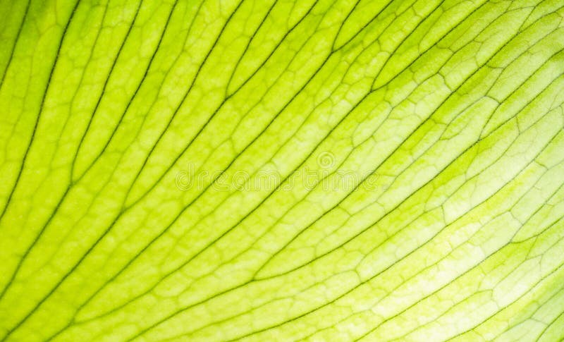 Green Gold Leaf Stock Photo - Image: 46432204