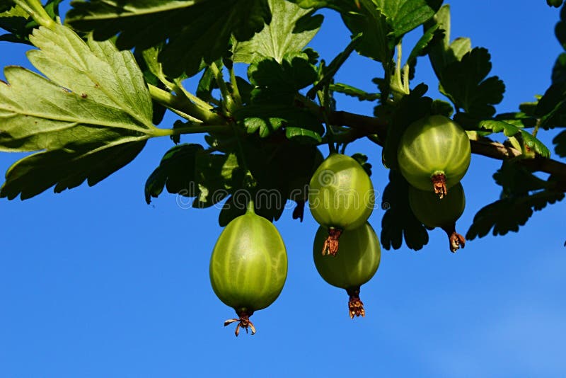 Green Gooseberries on Gooseberry Ribes Uva-Crispa Bush Against Blue Sky ...