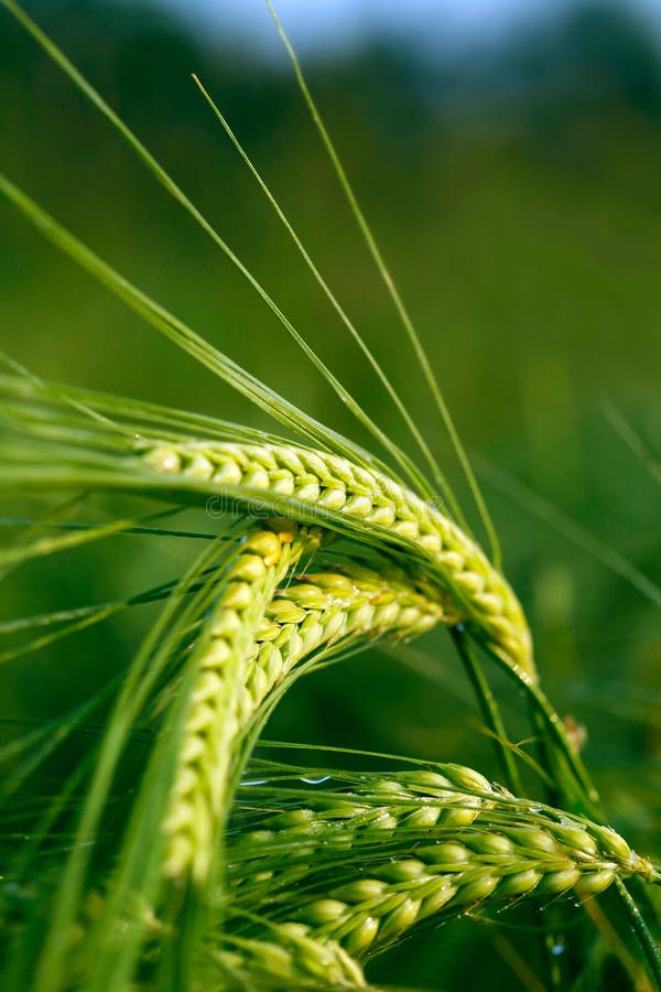 Green grain in the field