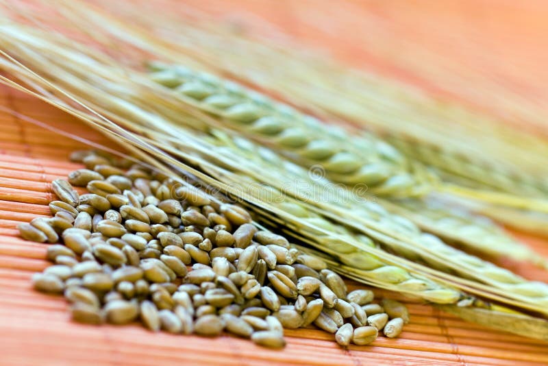 Green grain ready for harvest growing in a farm fi