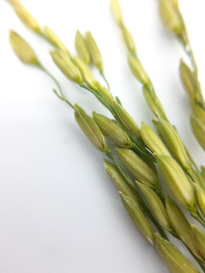 Green Grains Rice with White Background Stock Image Image of cuisine