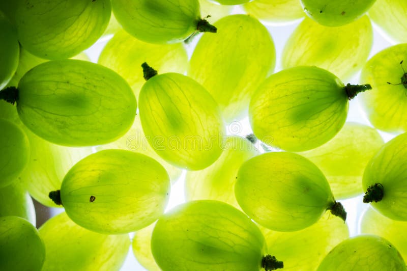 Green grape stock image Green grape stock image
