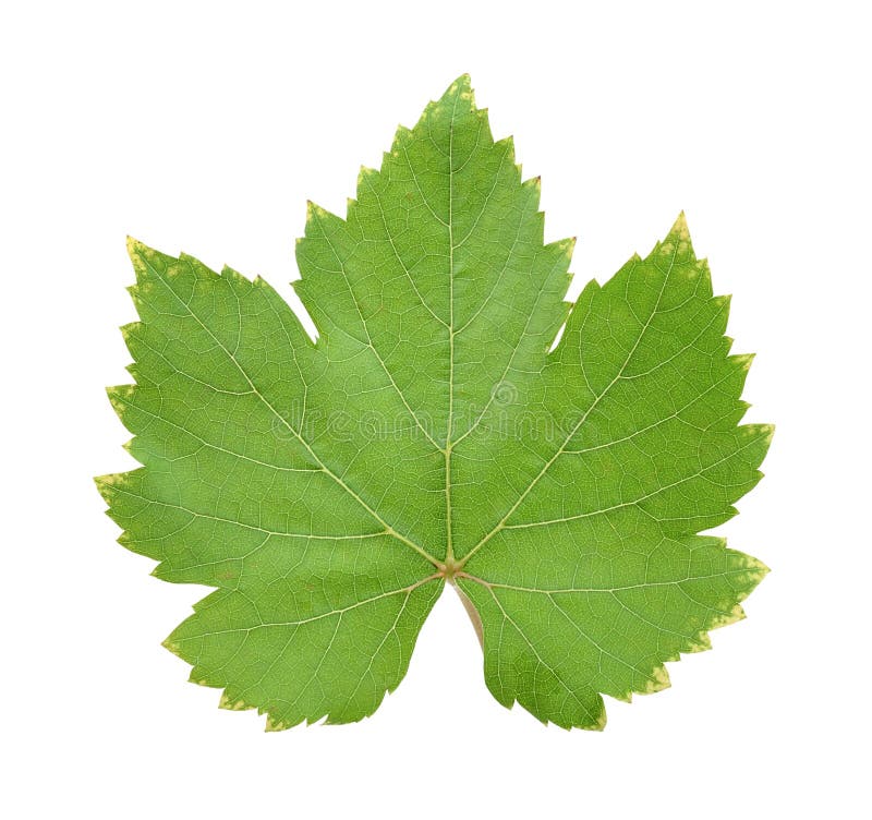 grape leaf grape leaf