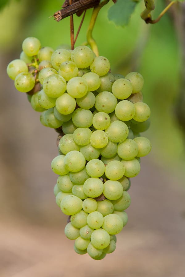 Green grape 2