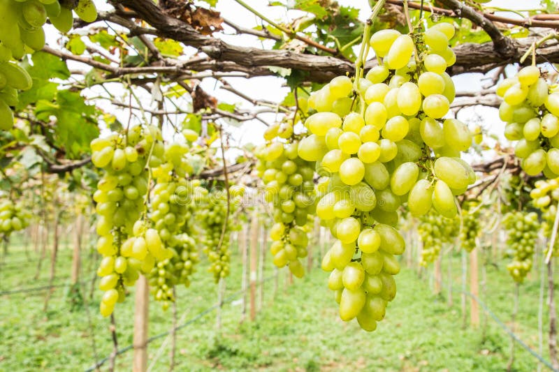 Green grape on vine