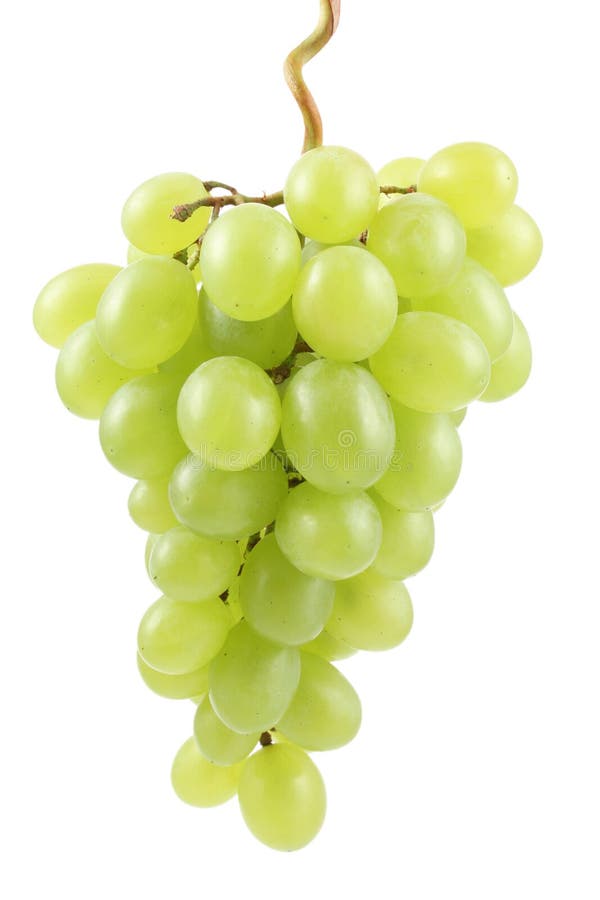 Grapes stock image. Image of round, plant, food, fruits - 28621059