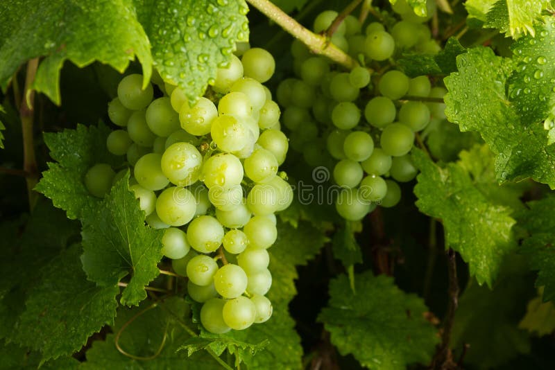 Grapes stock image. Image of autumn, dessert, ripe, agriculture 6219103
