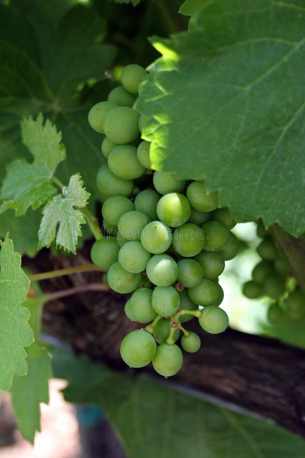 Green Grapes stock photo. Image of merlot, italian, wine 580060