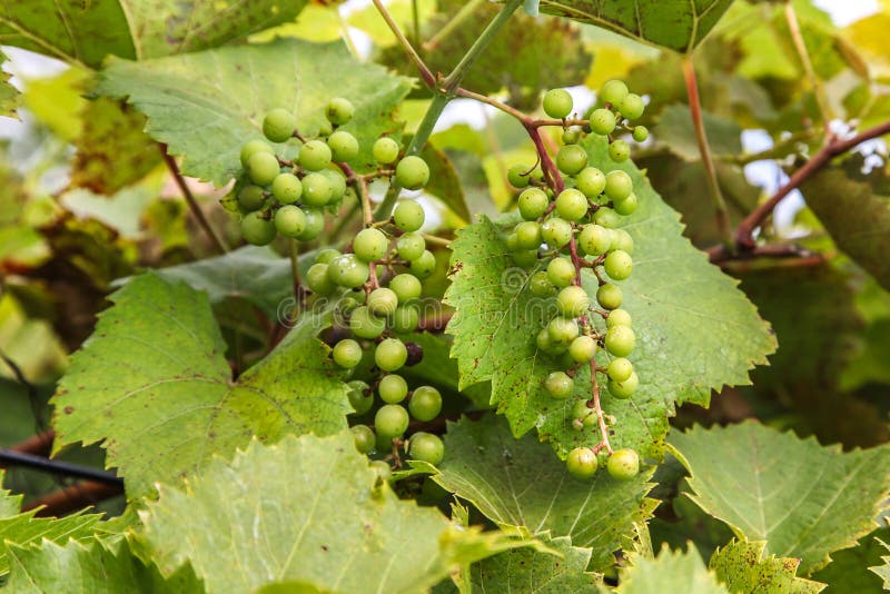 Green grapes for dry wine stock image. Image of wine 28950173