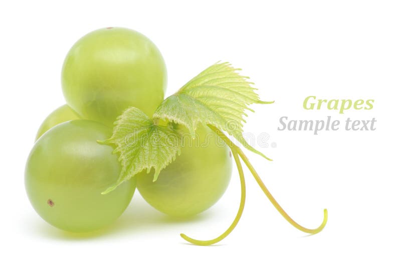 Green grapes stock photo. Image of grape, sweet, leaf 32958830