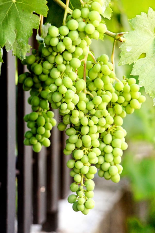 Green Grape stock image. Image of nutritious, round, details 42167179