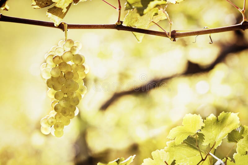 Green Grapes Hanging from Vine Stock Photo Image of bunch, growing 17989386