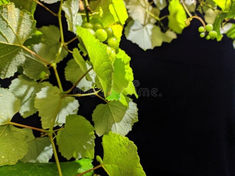 Green grapes stock photo. Image of grapes, vegetarian 203871180