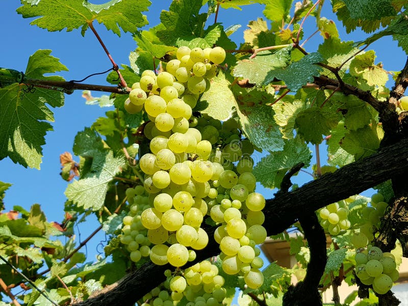 Green grapes stock photo. Image of fruit, grape 98355958
