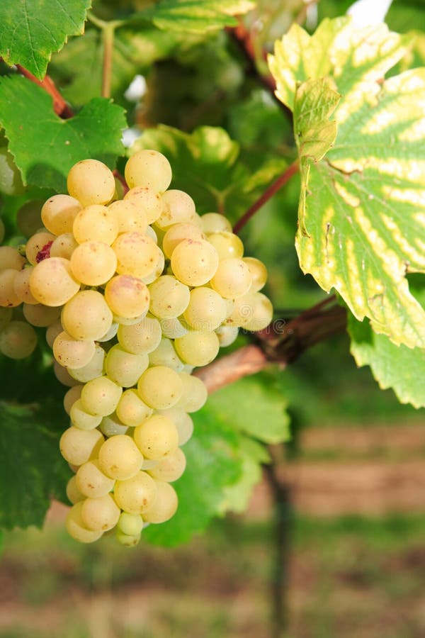 Green grapes on the vine stock image. Image of grape 10993683