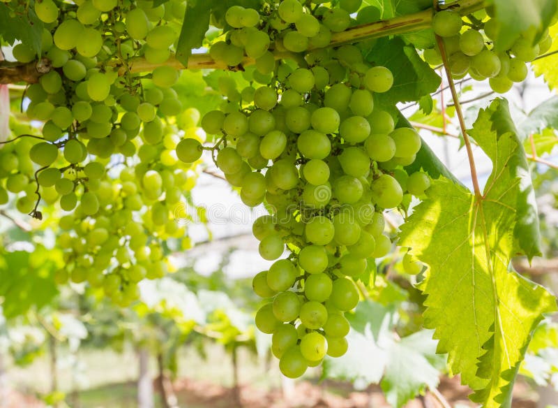 Green Grapes on the vine