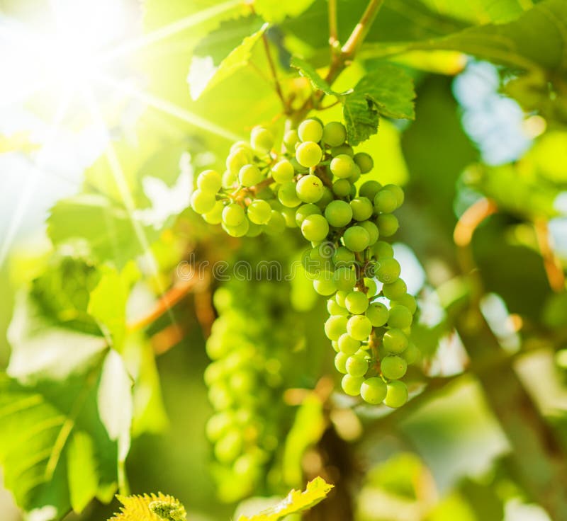 Green grapes on vine stock photo. Image of farm, autumn 29167780