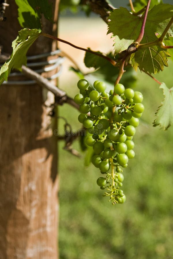 Green Grapes on the Vine