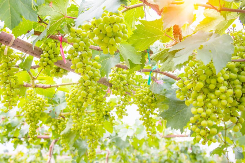 Green grapes on vine royalty free stock images Green grapes on vine royalty free stock images