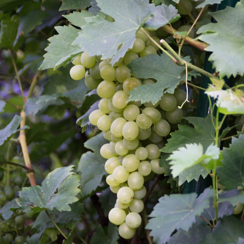 Green grapes on vine stock image. Image of field, isolated 75532033