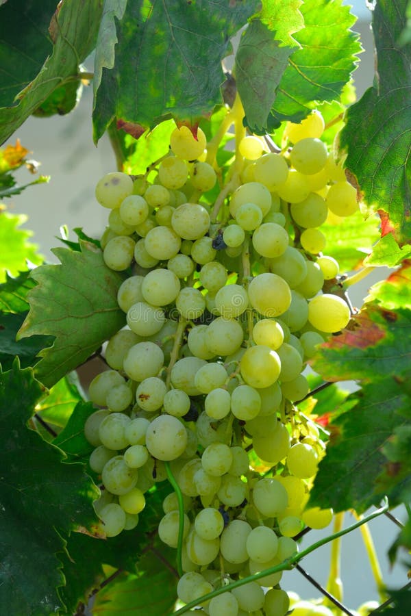 Green grapes on vine. stock photo. Image of fruit, garden 67757526
