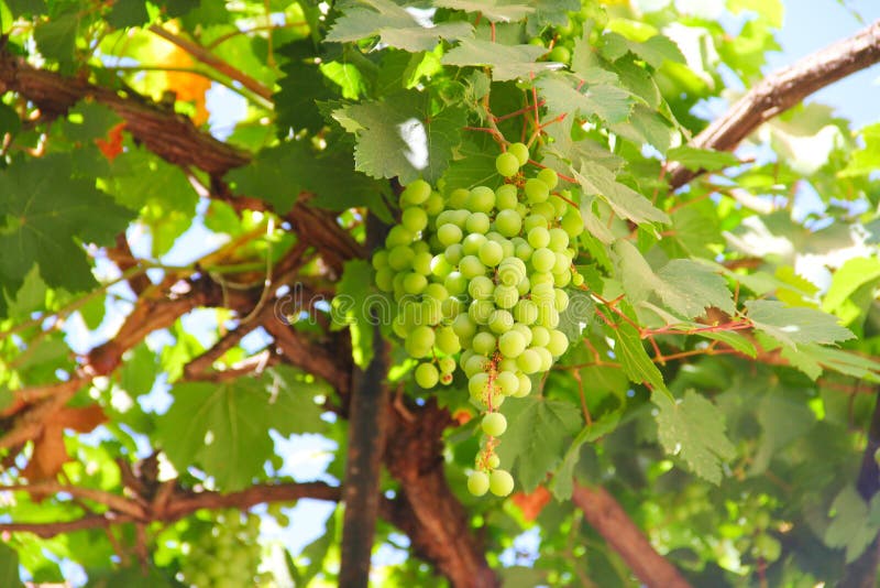 Green Wine Grapes stock image. Image of wine, post, farm 237645