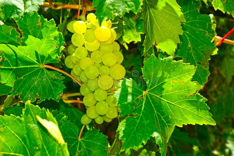 Green grapes on vine stock photo. Image of industry, vineyard 74061474