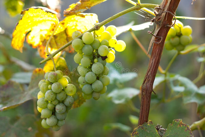 Green grapes stock image. Image of food, background, fresh 44800379