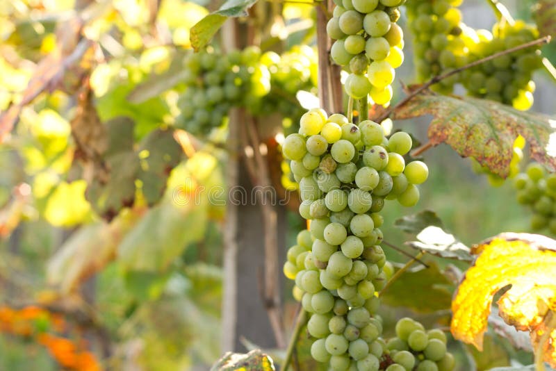 Green grapes stock photo. Image of farming, grape, plant 46088044