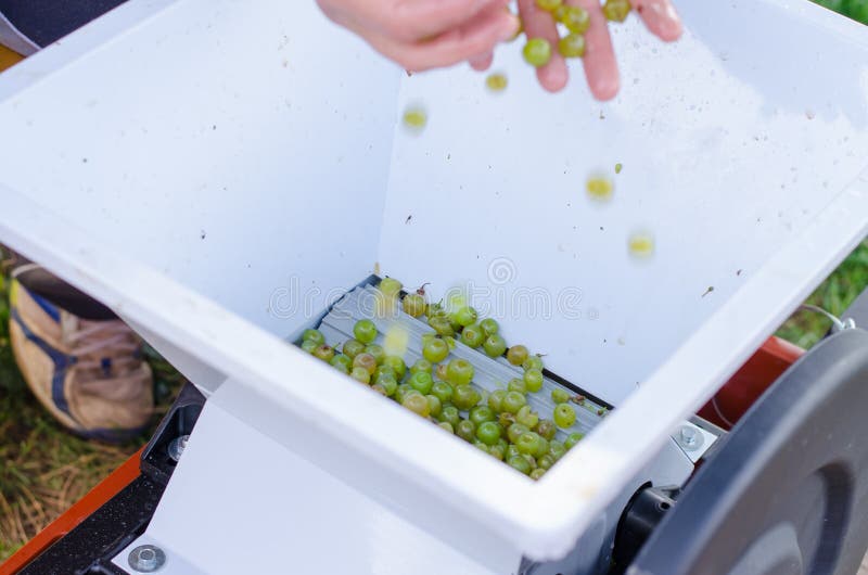 Green Grapes in Wine Press Prepared To Squeeze Stock Image Image of