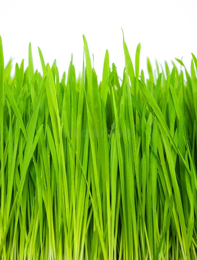 Long green grass stock photo. Image of growth, meadow, tall 548372
