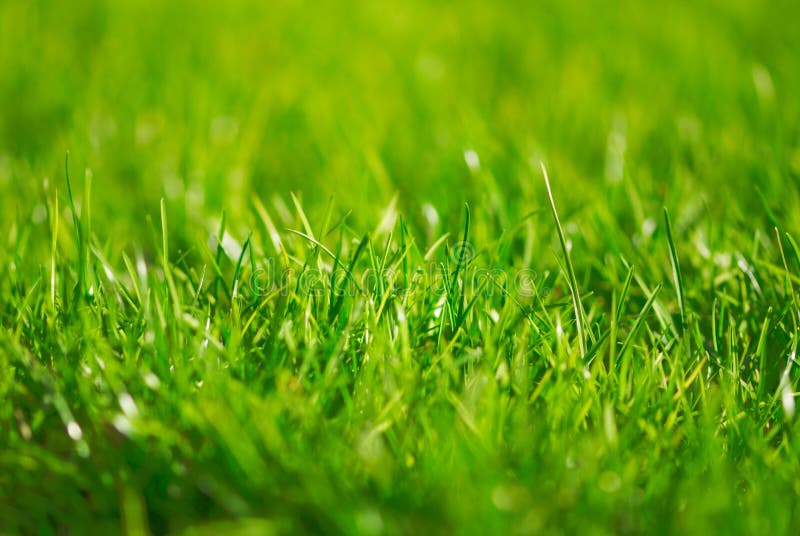 4,078 Uneven Grass Stock Photos Free & RoyaltyFree Stock Photos from
