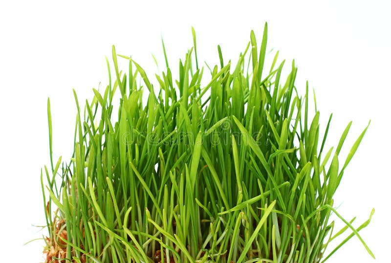 Green grass stock photo. Image of grass, nature, summer 13321042