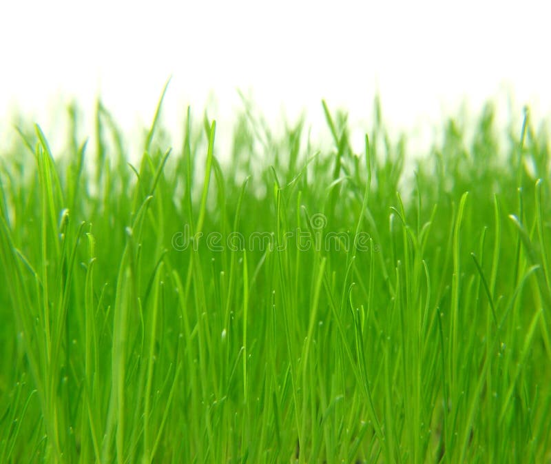 Green grass stock photos