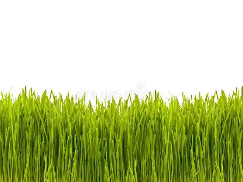Green grass royalty free stock images