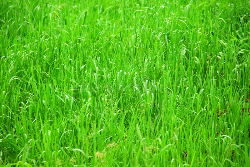 Green grass