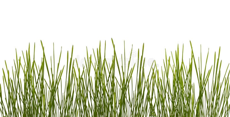 Green grass stock photography
