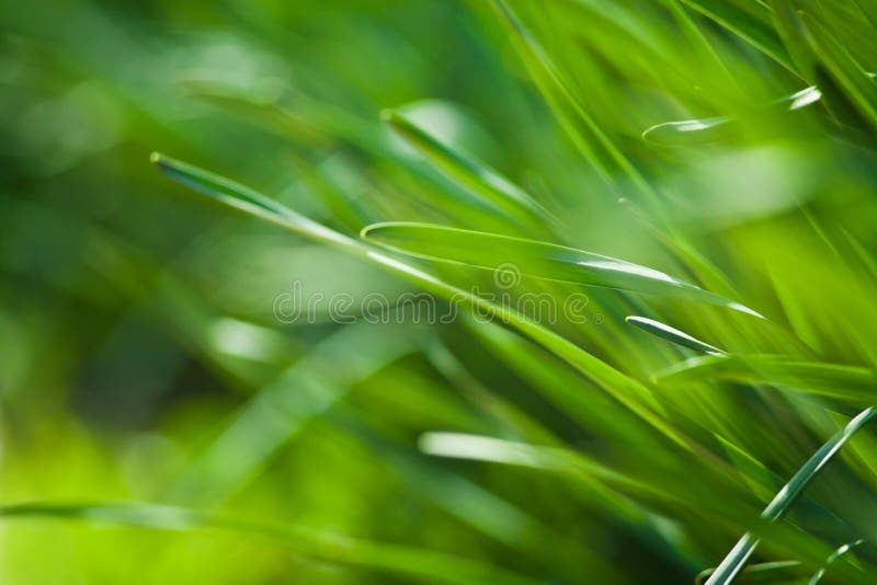 Green grass stock images