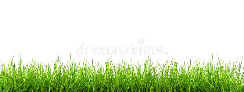 Grass on white background stock image. Image of natural - 31379133