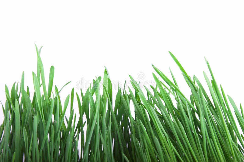 Green grass stock images
