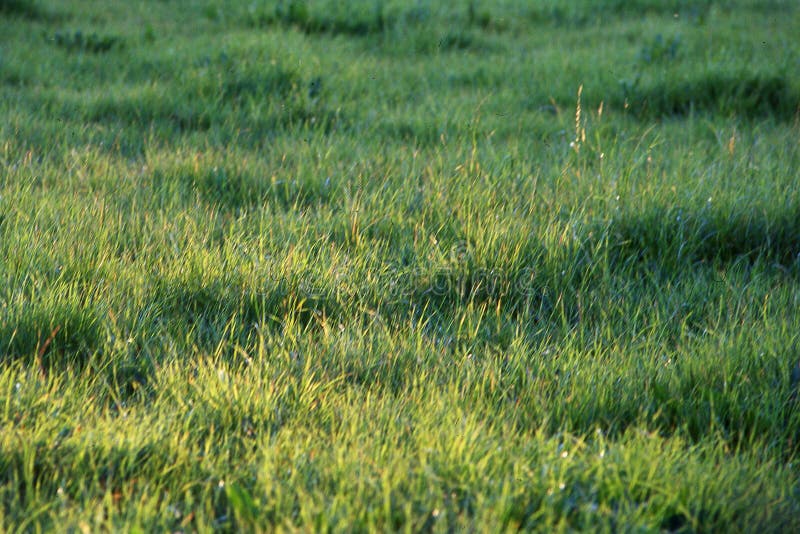 Green grass stock photo. Image of marsh, green, grass 263062450