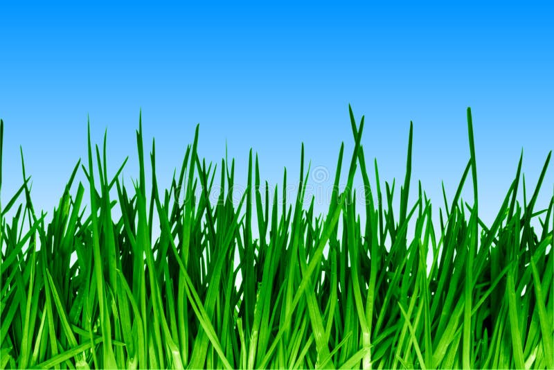Green grass royalty free stock photo