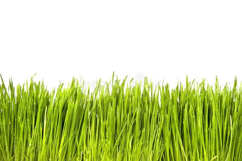 Green Grass stock images