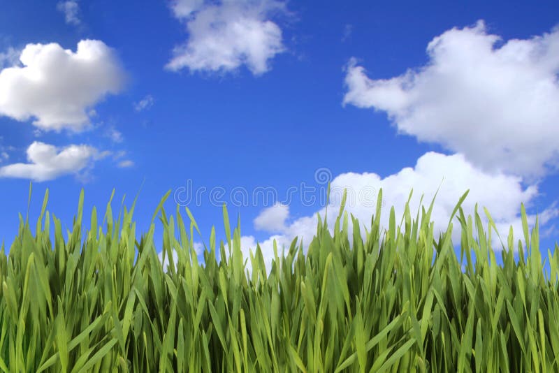 Green Grass Against a Cloudy Sky