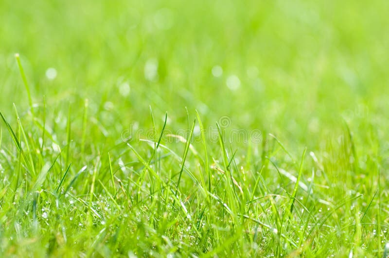 Green Grass Background Stock Photo Image Of Closeup Abstract 1303116,Best Cheap Vodka Brands