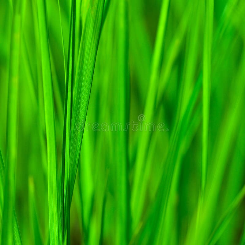 Yellow Background Green Grass, Blur Yellow Stock Photo Image of warm, line 36520522