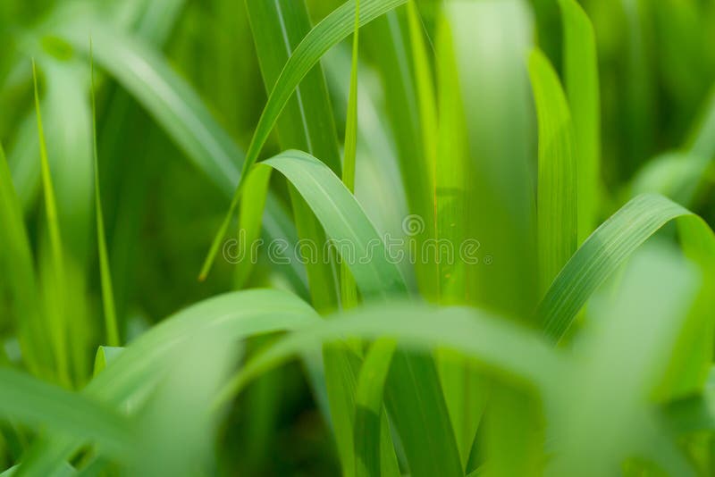 Green grass background stock photos