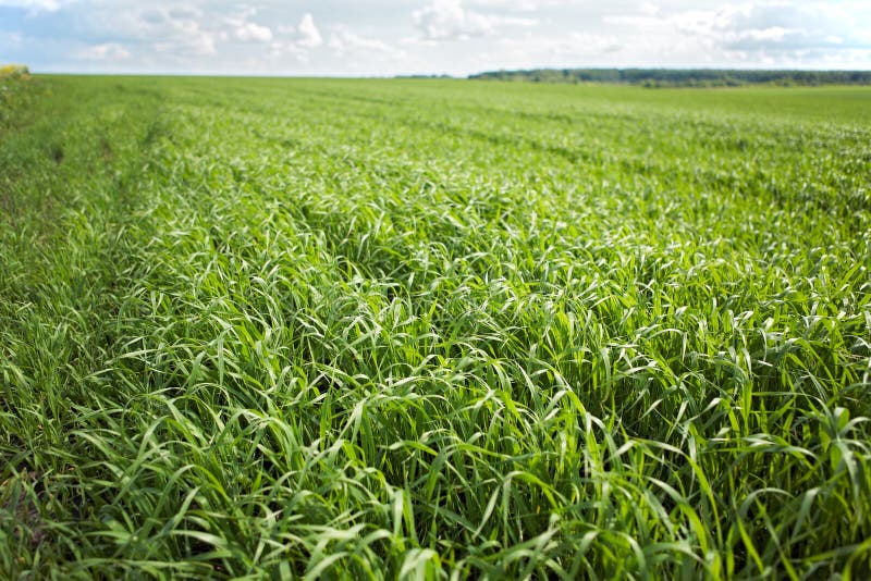 Green grass background - cultivated land wheat