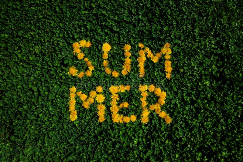 Green grass background with dandelions. Summer lettering royalty free stock photo Green grass background with dandelions. Summer lettering royalty free stock photo